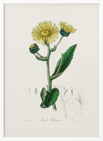 Elecampane (inula Helenium) Medical Botany | Poster - White Frame Interior