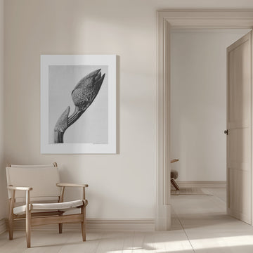 Aristolochia clematitis | Canvas - Room Interior 1