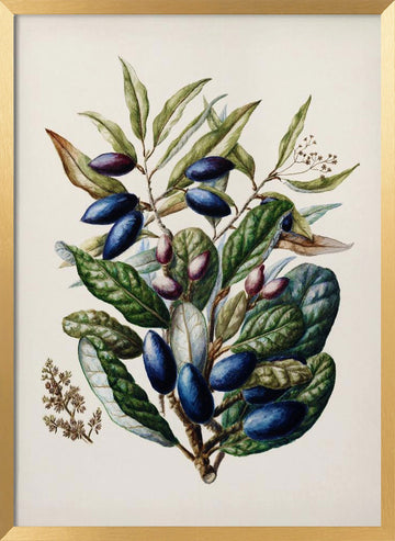 Beilschmiedia Taiaire Tawa Drawn By Sarah Featon (1848–1927) | Poster - Gold Frame Interior