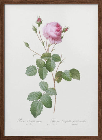 Crenate Leaved Cabbage Rose, Les Roses (1817–1824) | Poster - Walnut Frame Interior