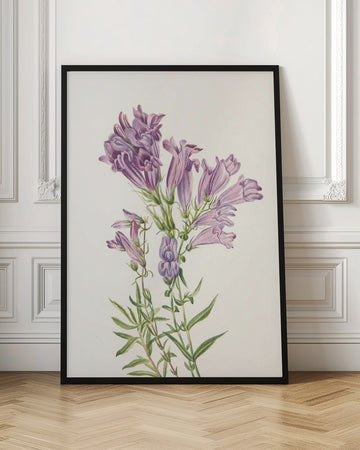 Purple Penstemon From North American Wildflowers (1925) By Mary Vaux Walcott | Poster - Room Interior 1