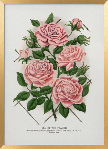 Pink Rose, Gem of the Prairie Lithograph | Poster - Gold Frame Interior