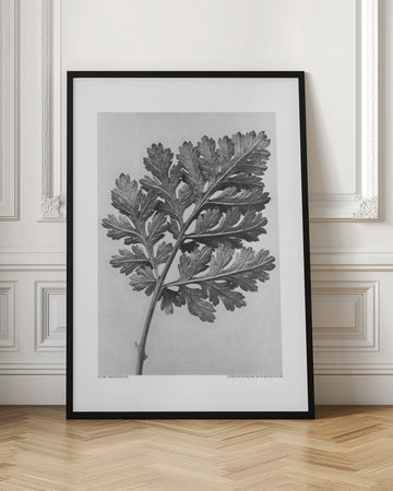 Chrysanthemum parthenium | Poster - Room Interior 1