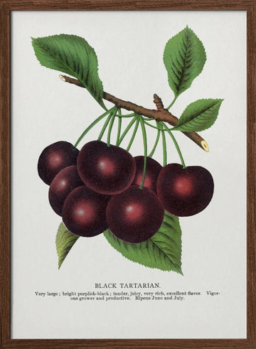 Black Tartarian Cherry Lithograph | Poster - Walnut Frame Interior