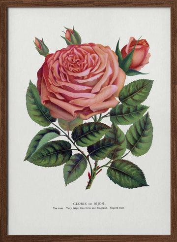 Pink Rose, Glorie De Dijon Lithograph | Poster - Walnut Frame Interior
