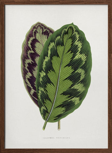 Calathea Veitchiana Leaf Illustration | Poster - Walnut Frame Interior