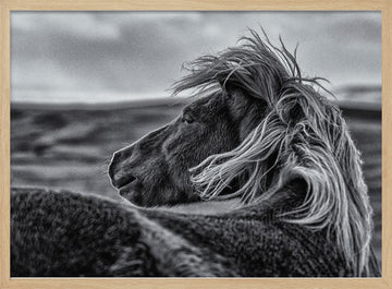 Wild Horse Mane | Poster - Wood Frame Interior