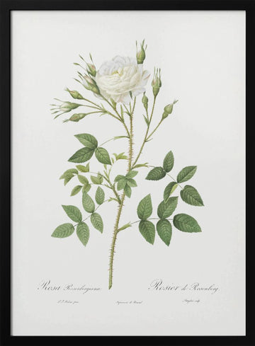 Rose of Rosenberg, Les Roses (1817–1824) | Poster - Black Metal Frame Interior