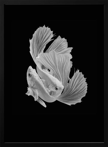 Betta Fish Dance | Poster - Black Metal Frame Interior