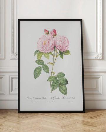 Rosa Bifera Officinalis, Les Roses (1817–1824) | Poster - Room Interior 1