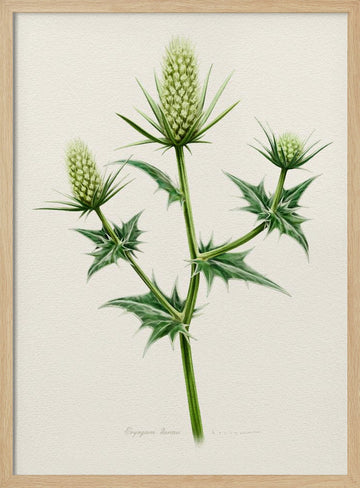 Botanical Sea Holly | Poster - Wood Frame Interior