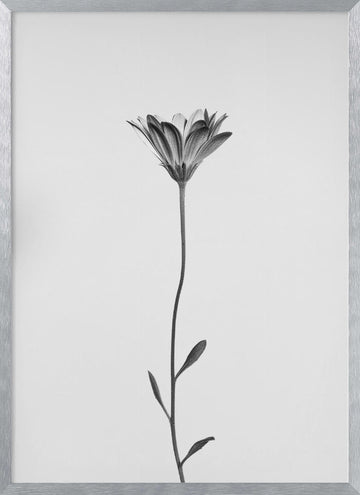 Elegant Floral Silhouette | Poster - Silver Frame Interior