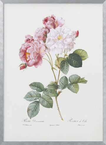 Rosebush, Les Roses (1817–1824) | Poster - Silver Frame Interior