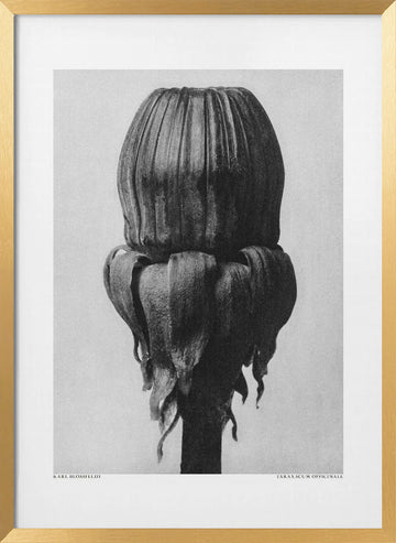 Taraxacum Officinale | Poster - Gold Frame Interior