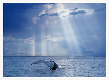 Whale Tail Sun Rays | Poster - White Frame Interior