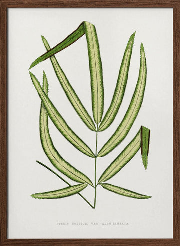 Pteris Cretica Leaf Illustration | Poster - Walnut Frame Interior
