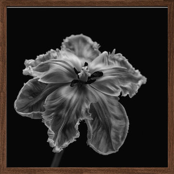 Elegant Monochrome Tulip | Poster - Walnut Frame Interior