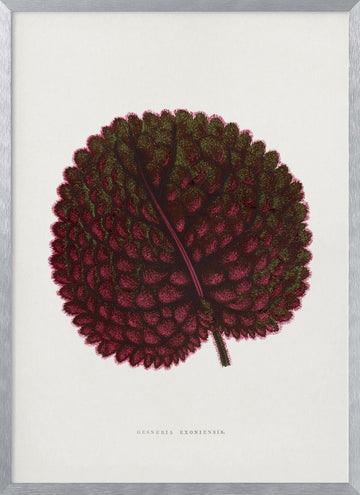 Pink Gesneria Exoniensis Leaf Illustration | Poster - Silver Frame Interior