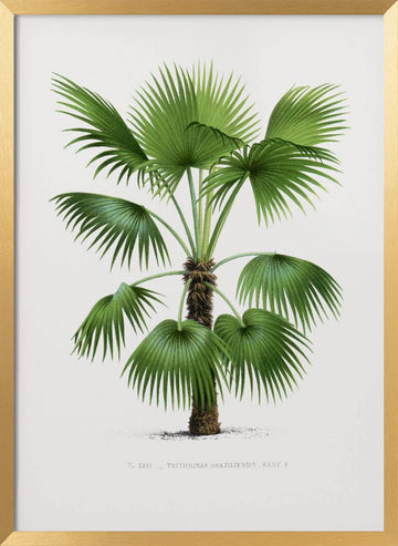 Xxvi Trithrinax B | Poster - Gold Frame Interior