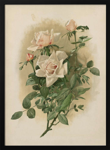 Duchesse De Vallombrosa Roses | Poster - Black Metal Frame Interior
