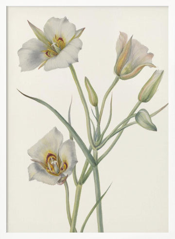 Sego Lily | Poster - White Frame Interior