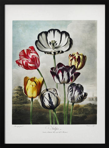Tulips from The Temple of Flora (1807) | Poster - Black Metal Frame Interior