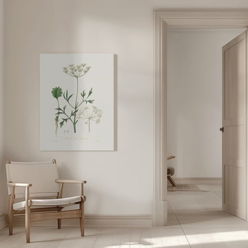 Aniseed (pimpinella Anisum) Medical Botany | Canvas - Room Interior 1