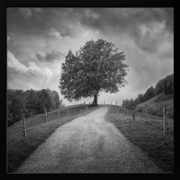 Winding Path Lone Tree | Poster - Black Metal Frame Interior