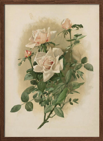 Duchesse De Vallombrosa Roses | Poster - Walnut Frame Interior