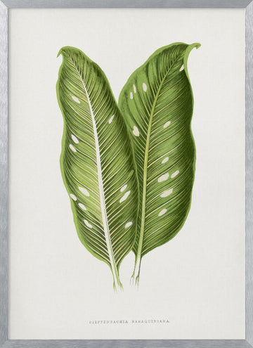 Green Dieffenbachia Baraquiniana Leaf Illustration | Poster - Silver Frame Interior