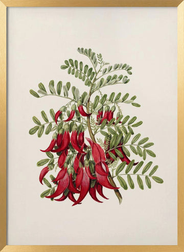 Kowhai   Clianthus Puniceus Drawn By Sarah Featon (1848–1927) | Poster - Gold Frame Interior