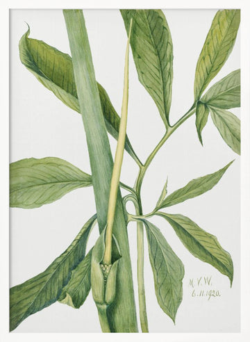 Greendragon (1920) | Poster - White Frame Interior