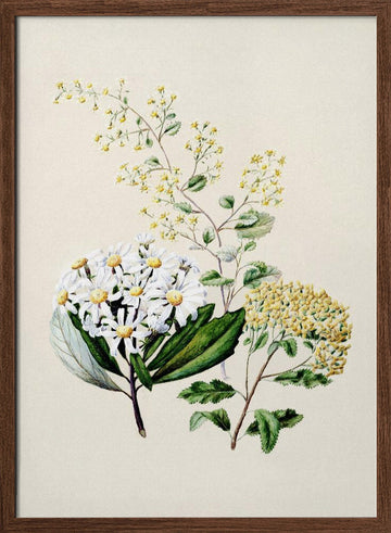 Senecio Drawn By Sarah Featon (1848–1927) | Poster - Walnut Frame Interior