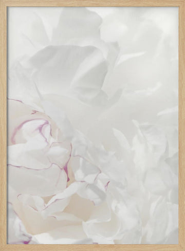 Soft Peony Petals | Poster - Wood Frame Interior