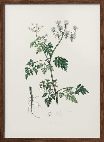 Poison Parsley (aethusa Cynapium) Medical Botany | Poster - Walnut Frame Interior