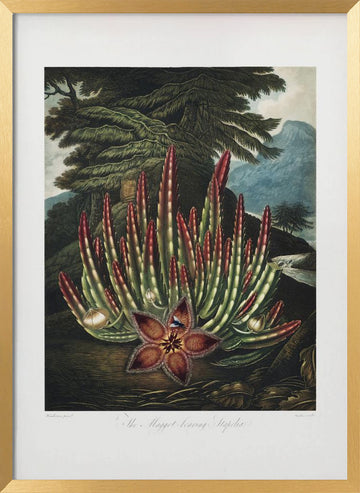 The Maggot–Bearing Stapelia from The Temple of Flora (1807) | Poster - Gold Frame Interior