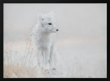Serene Arctic Fox | Poster - Black Metal Frame Interior