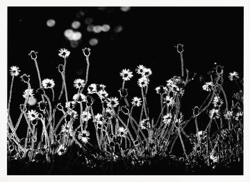 Night Flower Glow | Poster - White Frame Interior