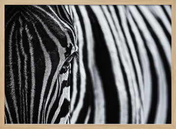Striped Zebra Eye | Poster - Wood Frame Interior