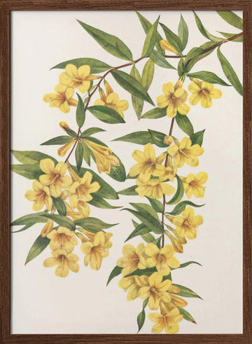 Carolina Jessamine From North American Wildflowers (1925) By Mary Vaux Walcott | Poster - Walnut Frame Interior