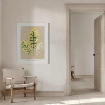 Cineraria Maritima Fairbairnianum Leaf Illustration | Canvas - Room Interior 1