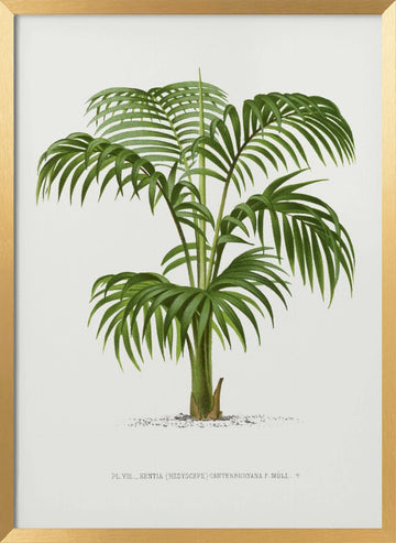 Kentia Vii | Poster - Gold Frame Interior