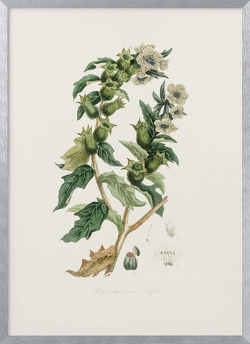 Henbane (hyoscyamus Niger) Medical Botany | Poster - Silver Frame Interior