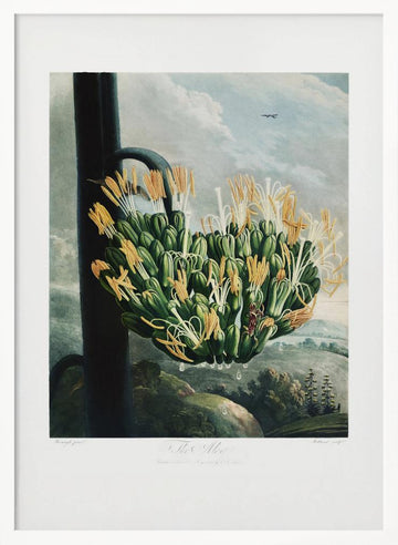 The Aloe from The Temple of Flora (1807) | Poster - White Frame Interior