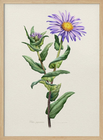 Purple Aster Botanical Study | Poster - Wood Frame Interior