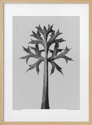 Eryngium Bourgatii | Poster - Wood Frame Interior