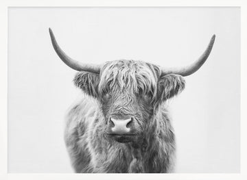 Highland Bull | Poster - White Frame Interior
