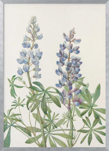 Sundial Lupine From North American Wildflowers (1925) By Mary Vaux Walcott | Poster - Silver Frame Interior