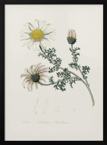 Mount Atlas Daisy (anthemis Pyrethrum) Medical Botany | Poster - Black Metal Frame Interior