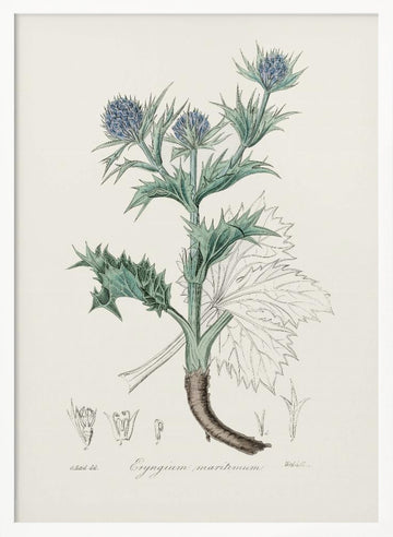The Sea Holly (eryngium Mmaritimum) Medical Botany | Poster - White Frame Interior
